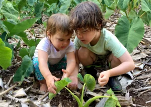 Two boys find interest in a young taro plant.